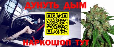 сатива Кингисепп