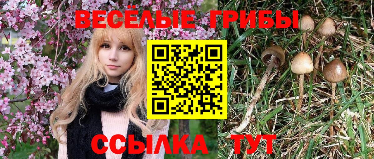 Галлюциногенные грибы Psilocybe  Вход с VPN  Нижний Новгород  Псилоцибиновые грибы GOLDEN TEACHER 