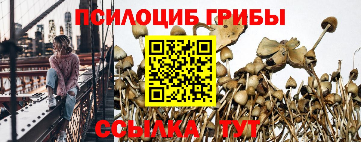 Псилоцибиновые грибы мицелий  Нижний Новгород 